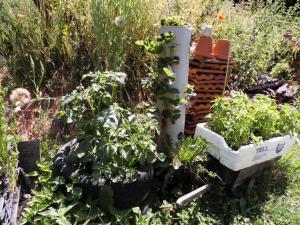 Urban Gardening: Kartoffelturm, Erdbeerbaum und Eidechsenburg als Nützlingsbiotop